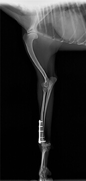 右橈尺骨遠位端横骨折　TP　4歳　避妊雌02