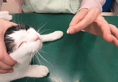 猫の投薬方法（錠剤）写真3