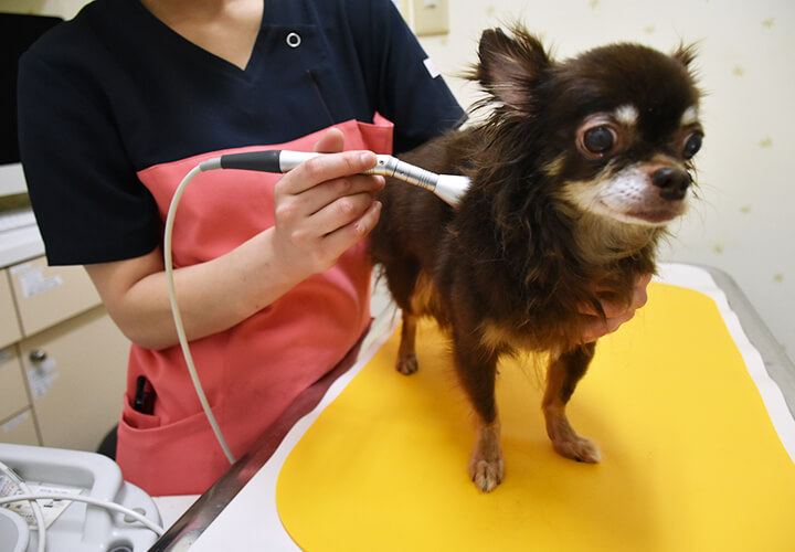 飼い主様へ