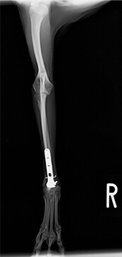 右橈尺骨遠位端横骨折　TP　4歳　避妊雌03