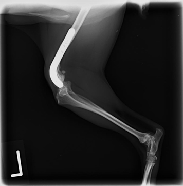 左大腿骨遠位端膝関節外横骨折　チワワ　5歳　去勢雄01