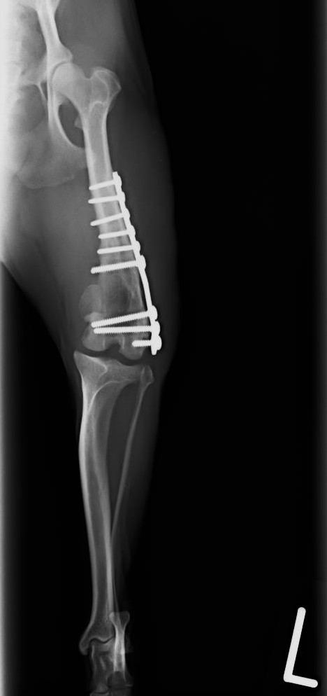 左大腿骨遠位端膝関節外横骨折　チワワ　5歳　去勢雄02