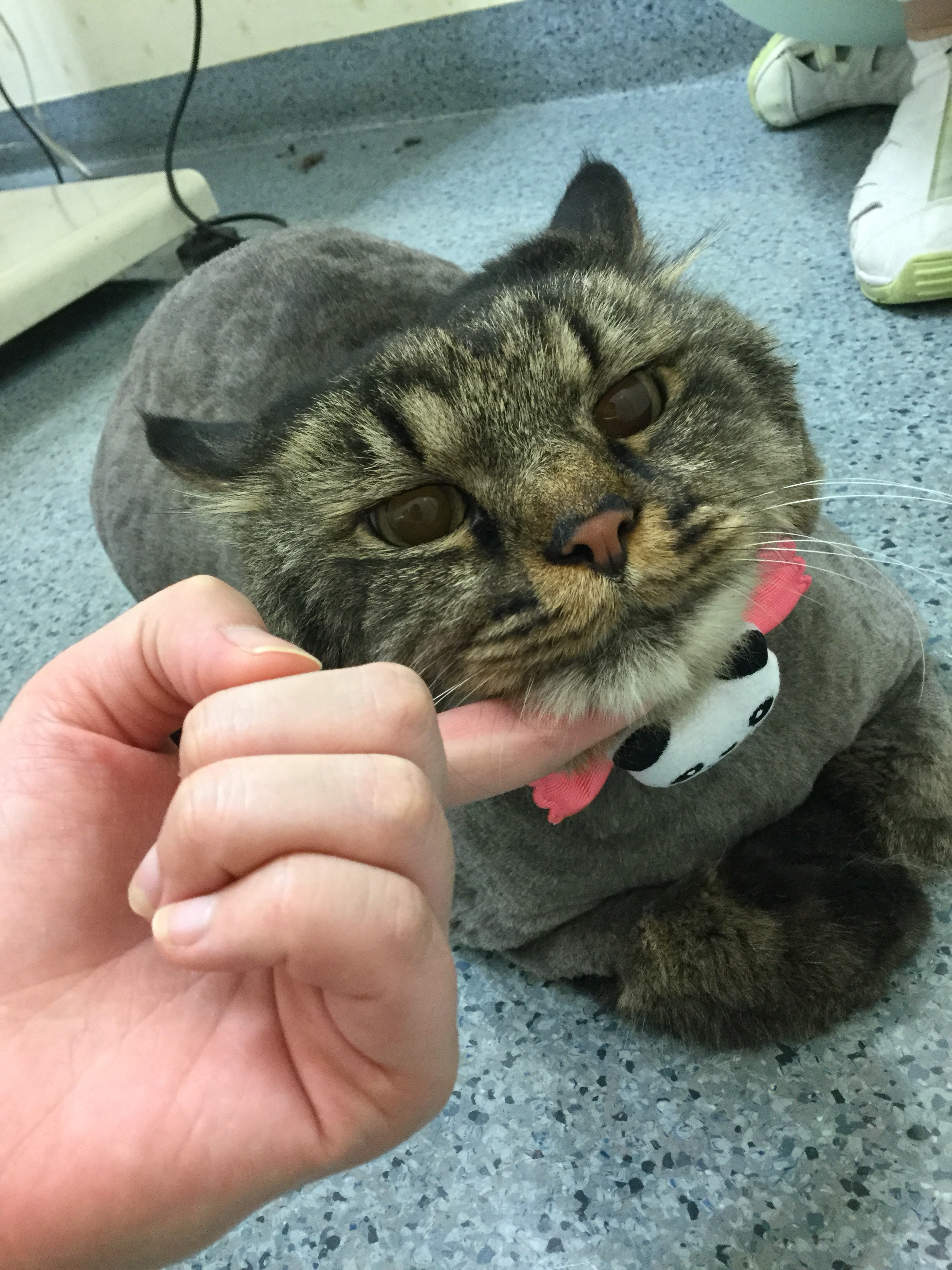 猫 ライオンカット 名古屋市中川区の動物病院 中郷どうぶつ病院